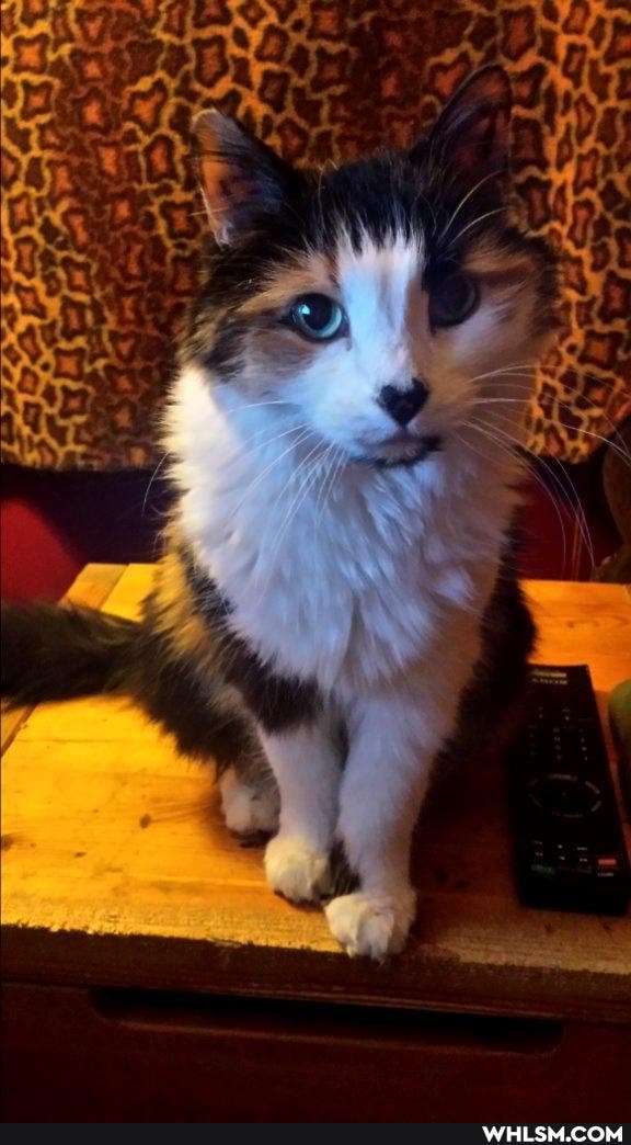 cats, kittens, love