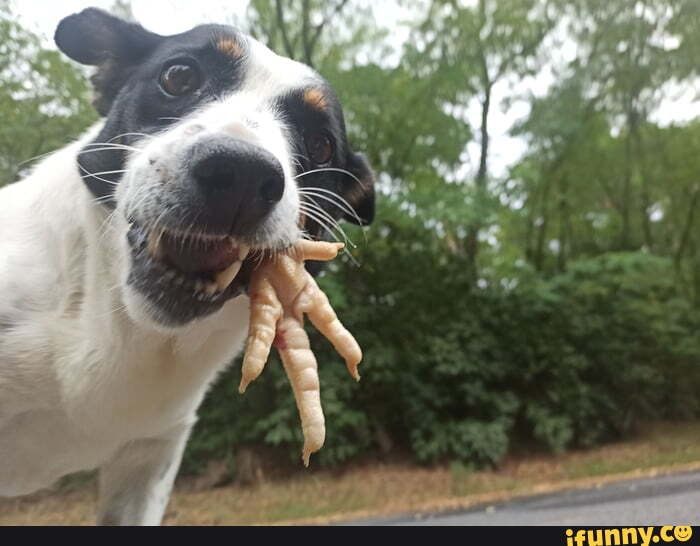 Chicken_leg memes. Best Collection of funny Chicken_leg pictures on iFunny