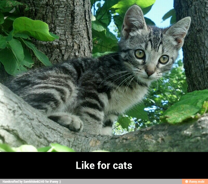 Like for cats - Like for cats