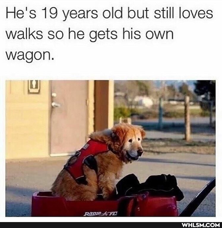 He's 19 years old but still loves walks so he gets his own wagon.