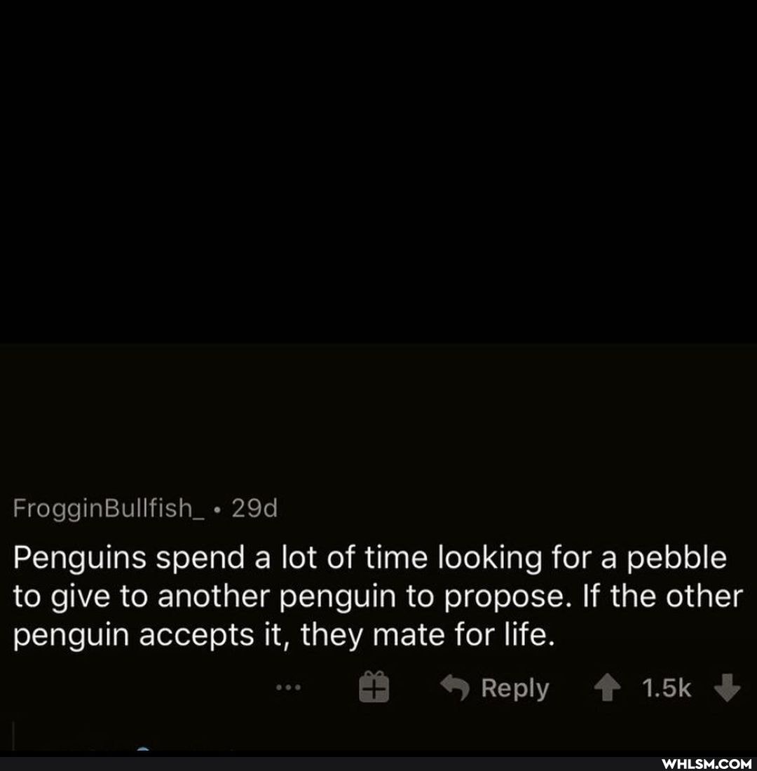 FrogginBullfish_
Penguins spend a lot of time looking for a pebble to give to another penguin to propose. If the other penguin accepts it, they mate for life.
Reply