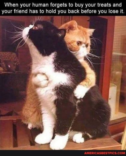 When your human forgets to buy your treats and your friend has to hold you back before you lose it