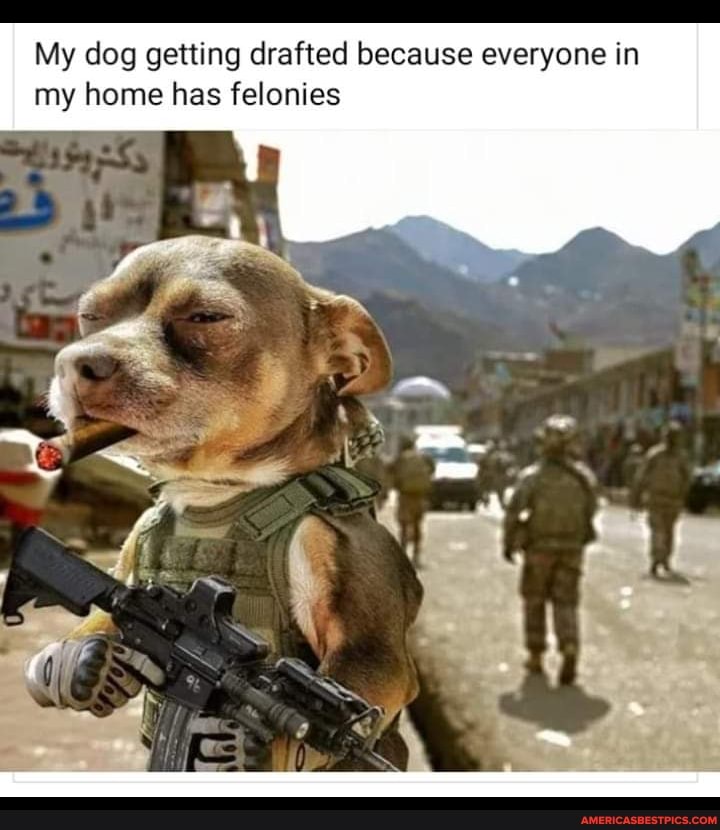 My dog getting drafted because everyone in my home has felonies