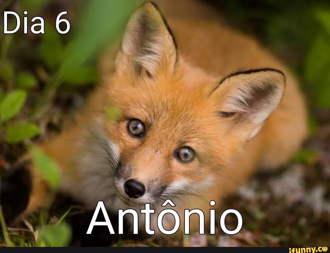 Dia 6
Antônio