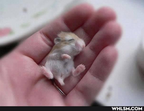 adorable, aww, baby_animals