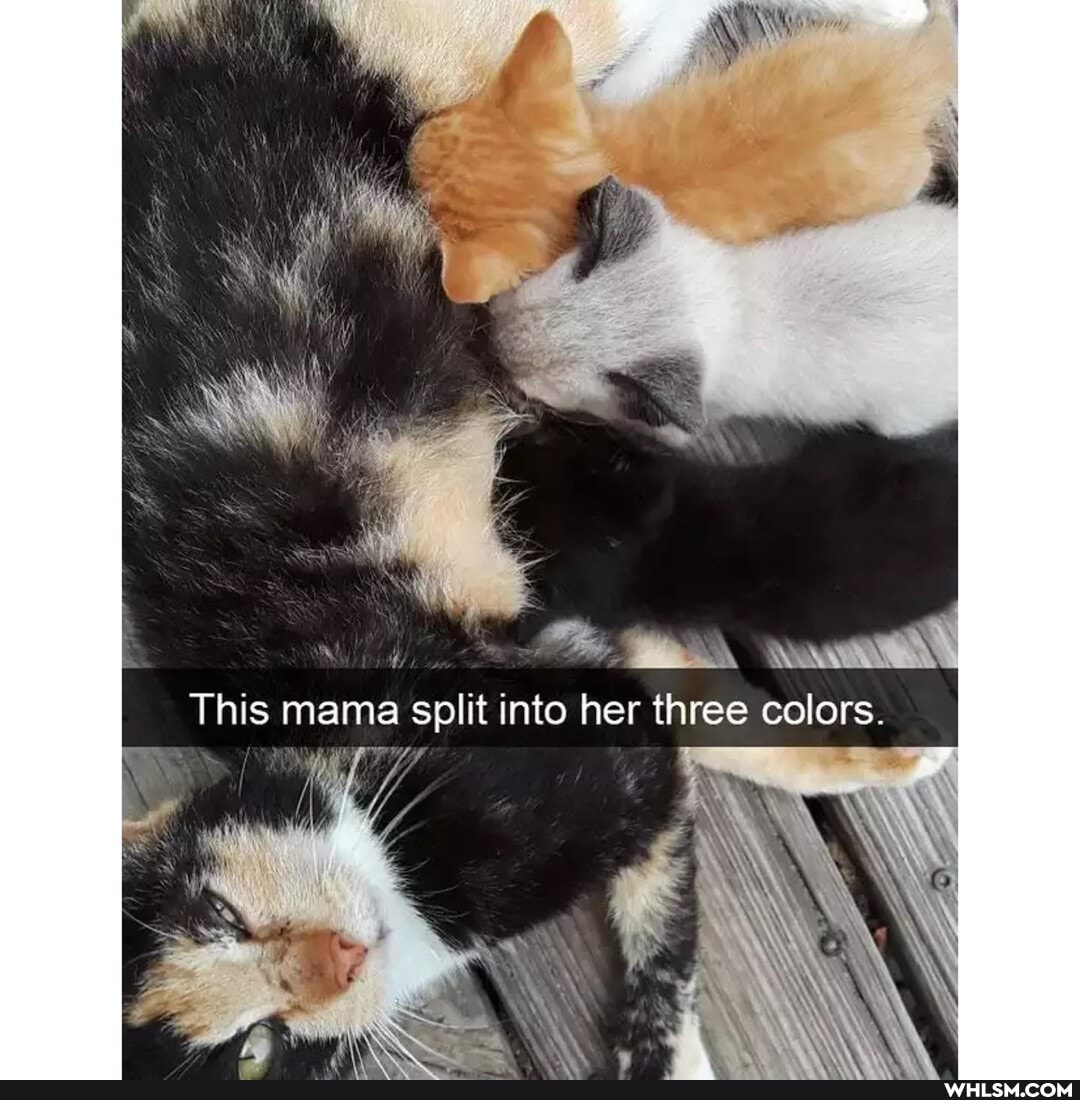 This mama split into her three colors.
mm