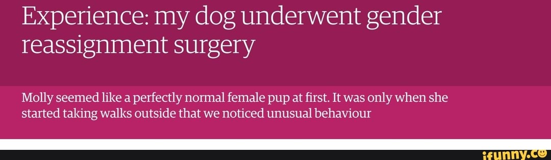 dog gender reassignment surgery