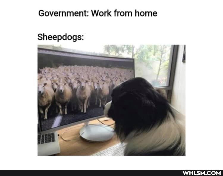 Government: Work from home
Sheepdogs: