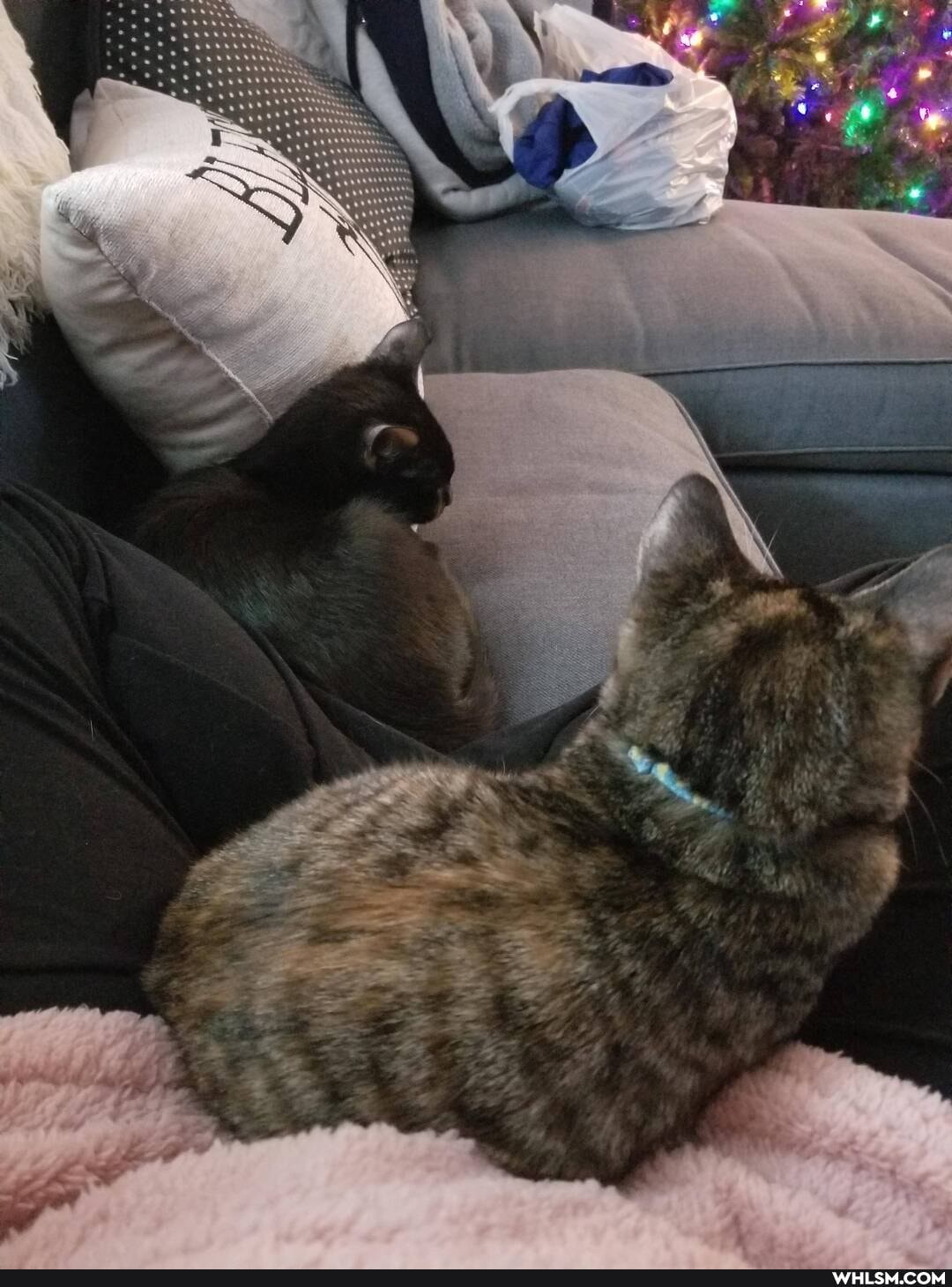 cat, aww, kitten