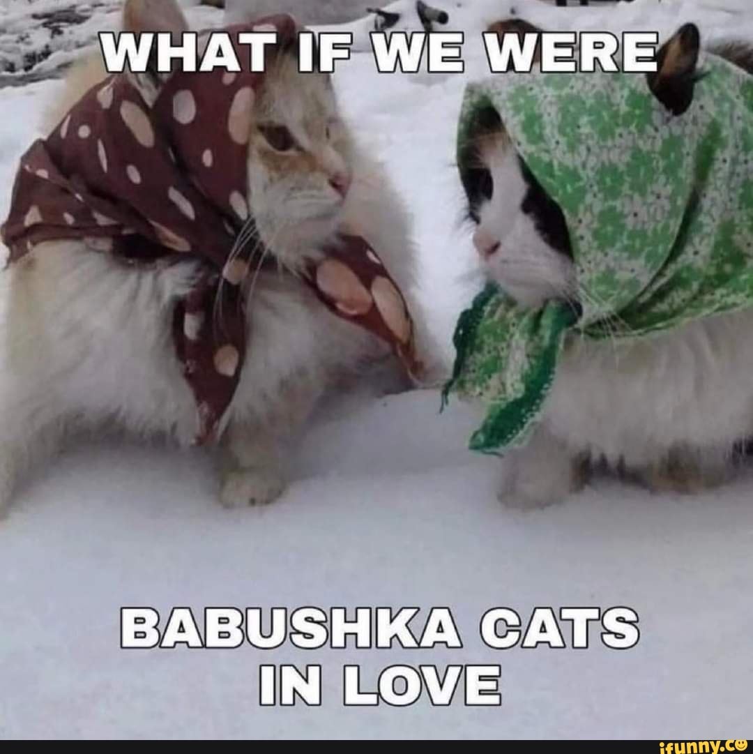 WHAT IF WE WERE BABUSHKA CATS IN LOVE IFunny