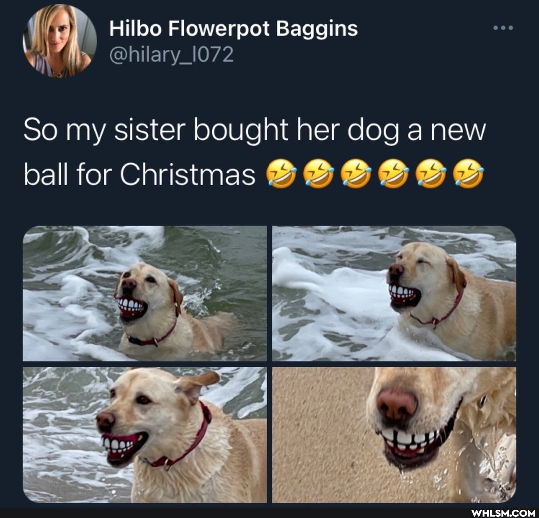 Hilbo Flowerpot Baggins
So my sister bought her dog a new
ball for Christmas