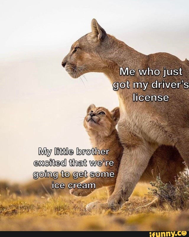 got my license memes