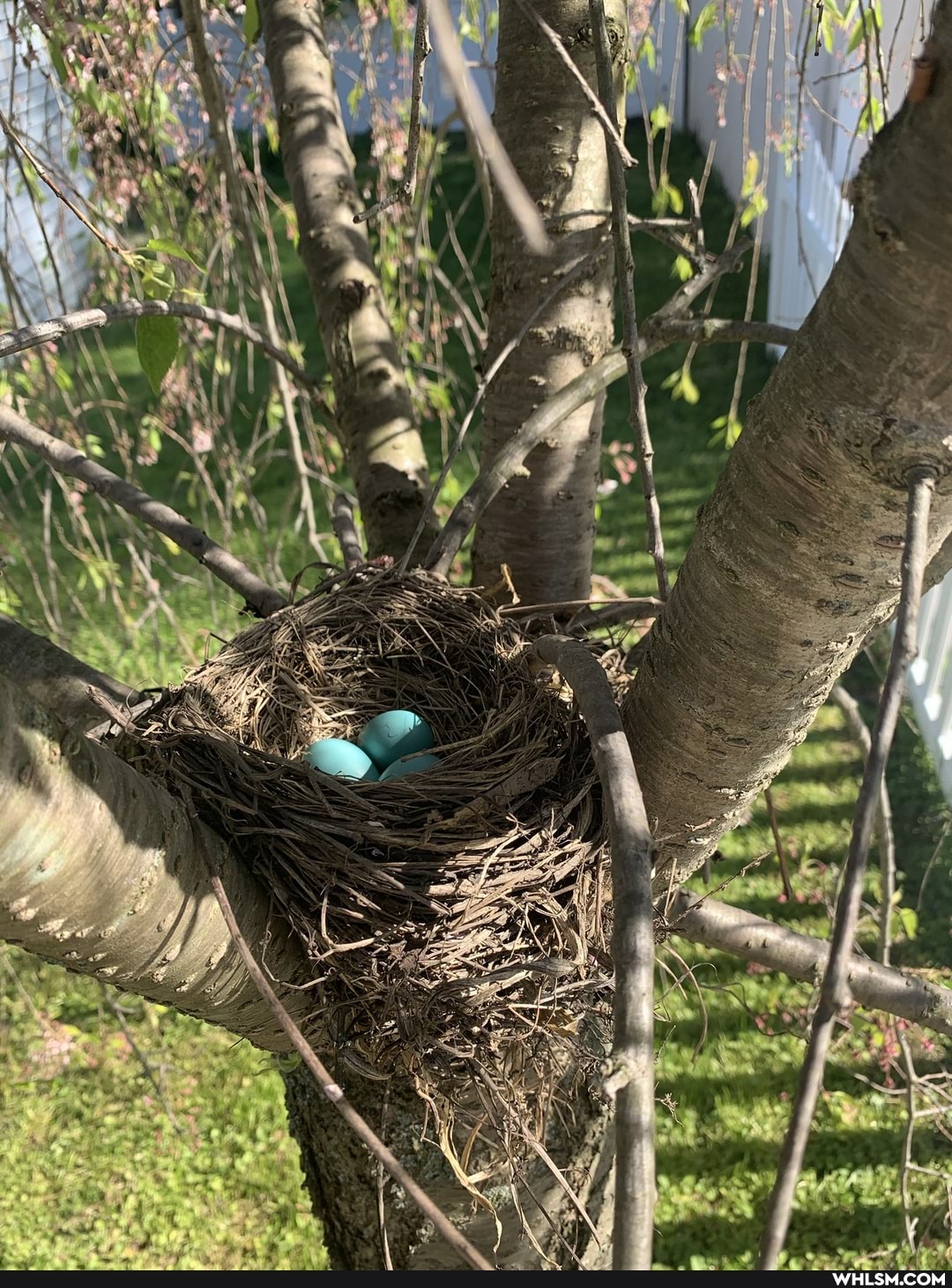 baby_animals, birds, mildly_interesting