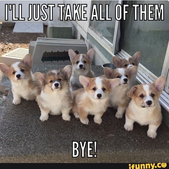 Corgis memes. Best Collection of funny Corgis pictures on iFunny