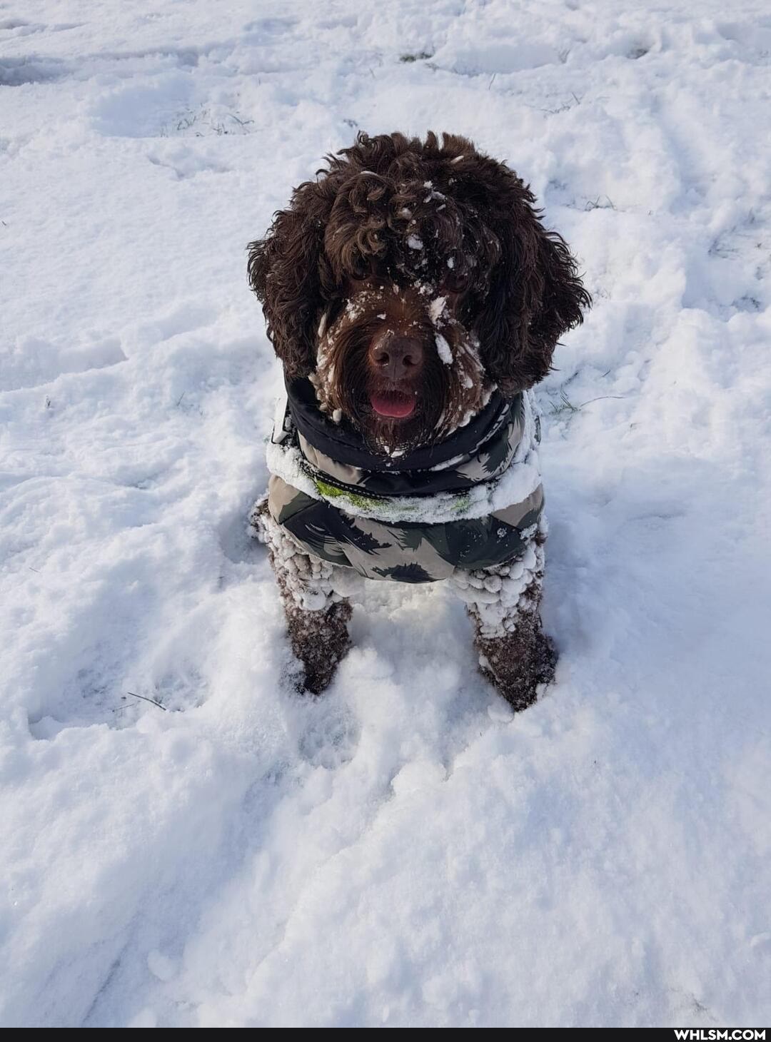 dogs, dog, aww, cockapoo