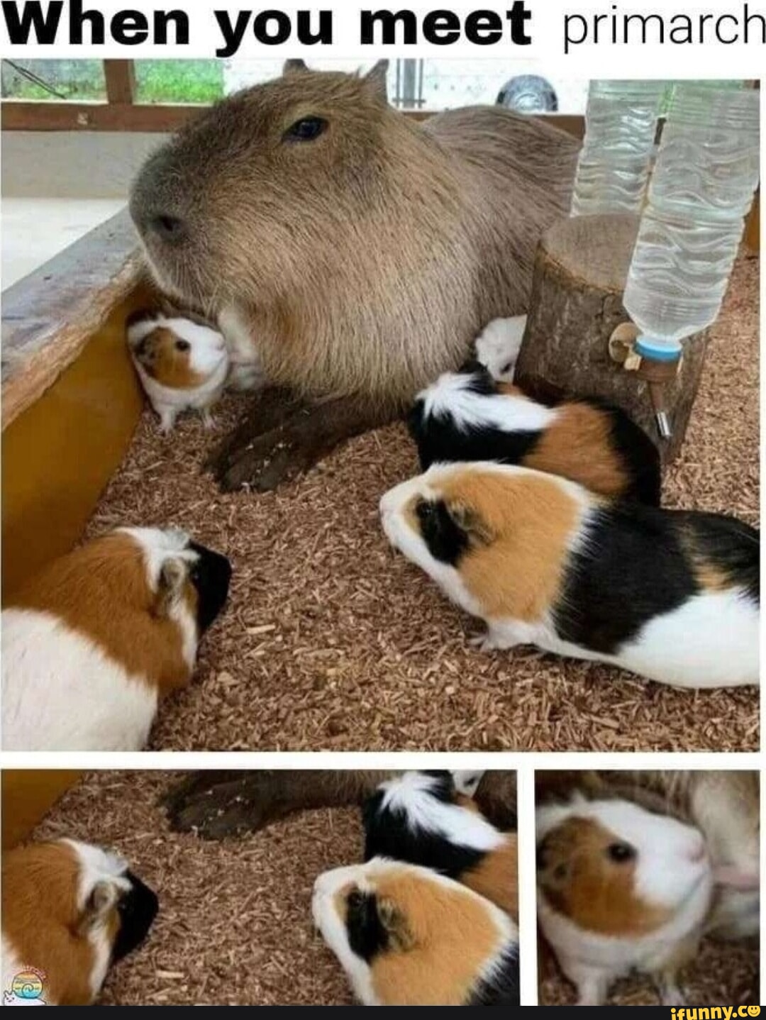 Bob a Capivara - Timeline  Capybara, Memes, Funny pictures