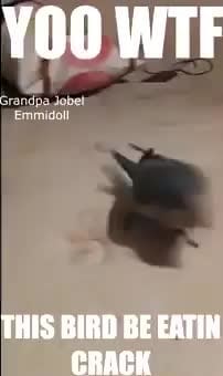 Emmidoll THIS BIRD BE EATIN CRACK - iFunny