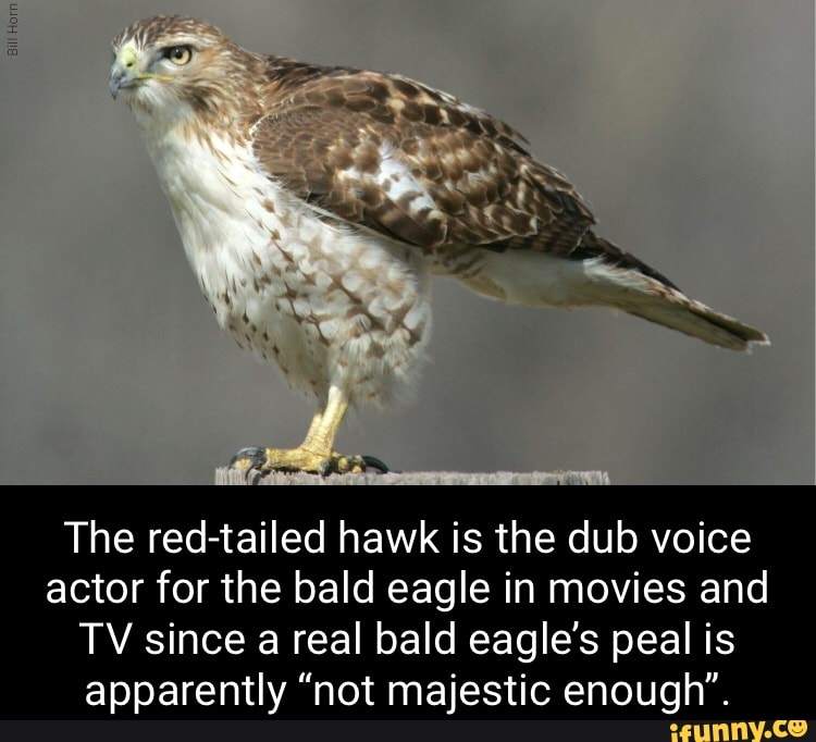 Fe The Red Tailed Hawk Is The Dub Voice Actor For The Bald Eagle In Movies And Tv Since A Real Bald Eagle S Peal Is Apparently Not Majestic Enough