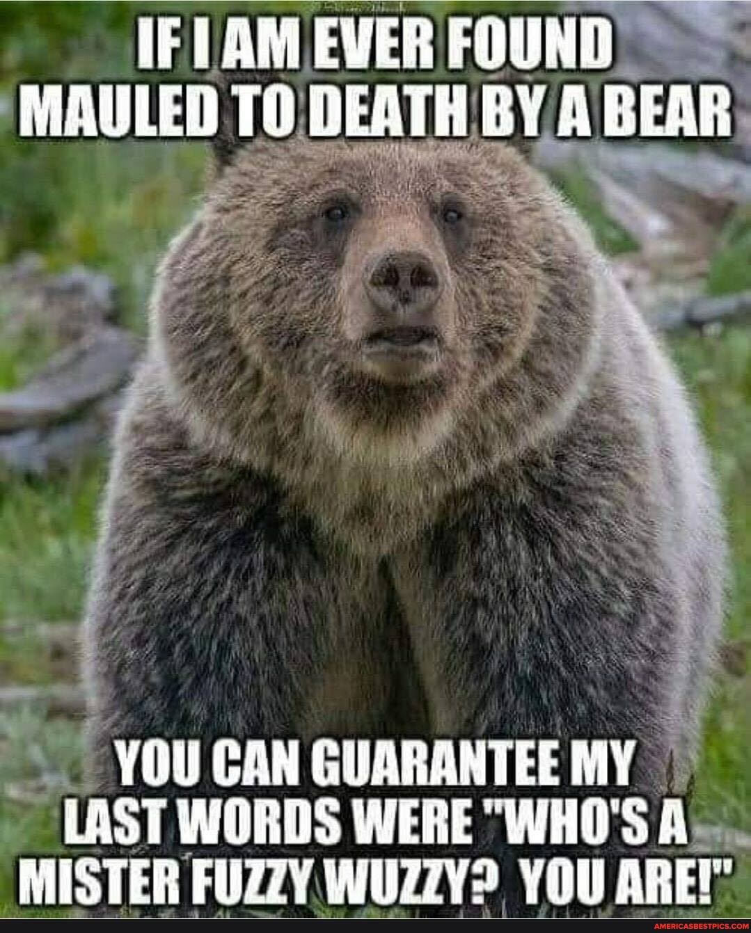 IF AM EVER FOUND
'MAULED DEATH BY A BEAR:
YOU CAN GUARANTEE MY LAST WORDS WERE "WHO'S A-...
MISTER FUZZY. WUZ7v2 YOU ARE"