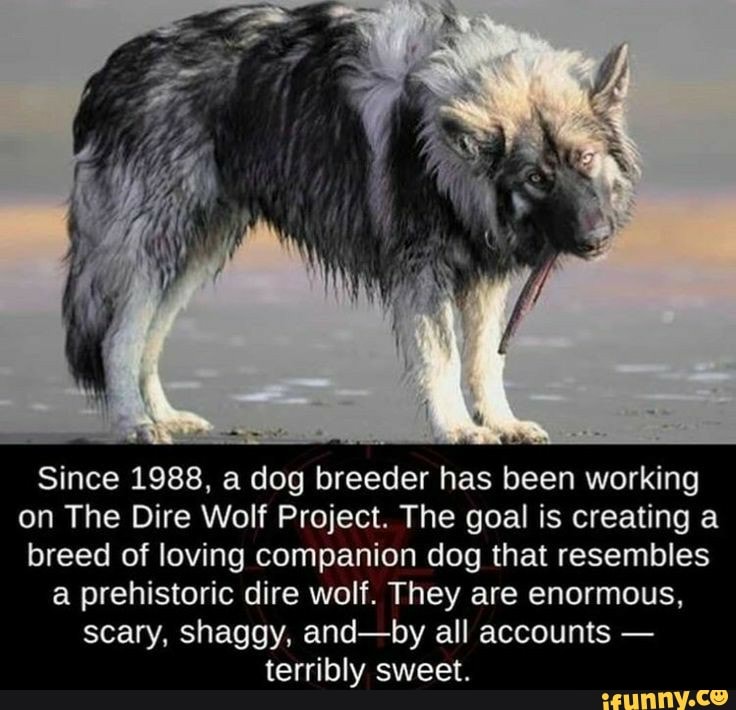 Since 1988, a dog breeder has been working
on The Dire Wolf Project. The goal is creating a breed of loving companion dog that resembles a prehistoric dire wolf. They are enormous,
scary, shaggy, and-by all accounts - terribly sweet.