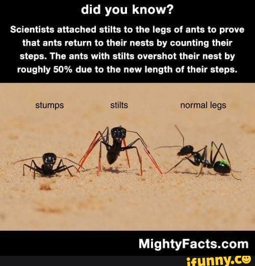 Did you know? Scientists attached stilts to the legs of ants to prove that ants return to their