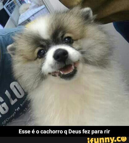Esse é o cachorro q Deus fez para rir - Esse é o cachorro q Deus fez para rir
