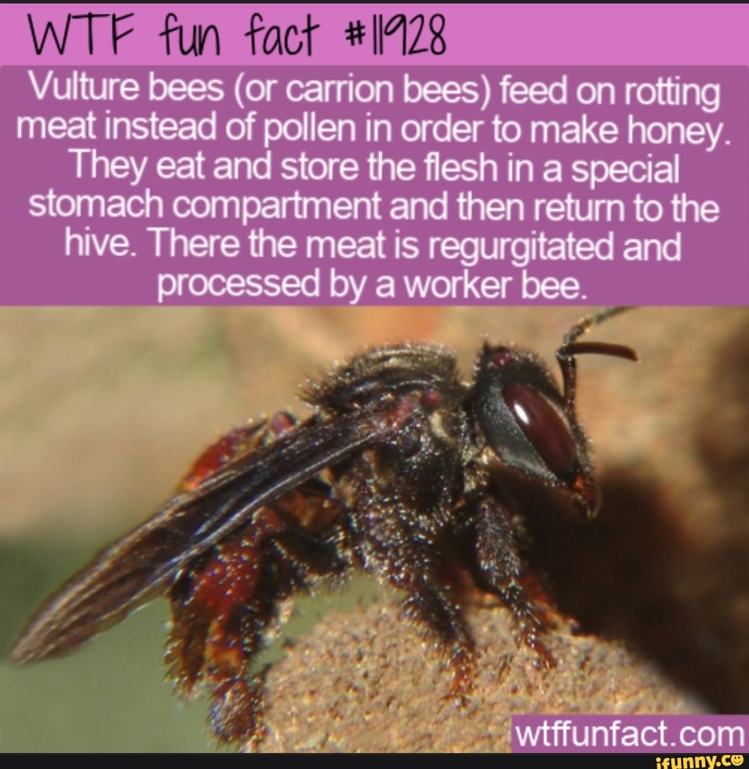 WTF Fun Fact Vulture Bees (or Carrion Bees) Feed On Rotting Meat ...