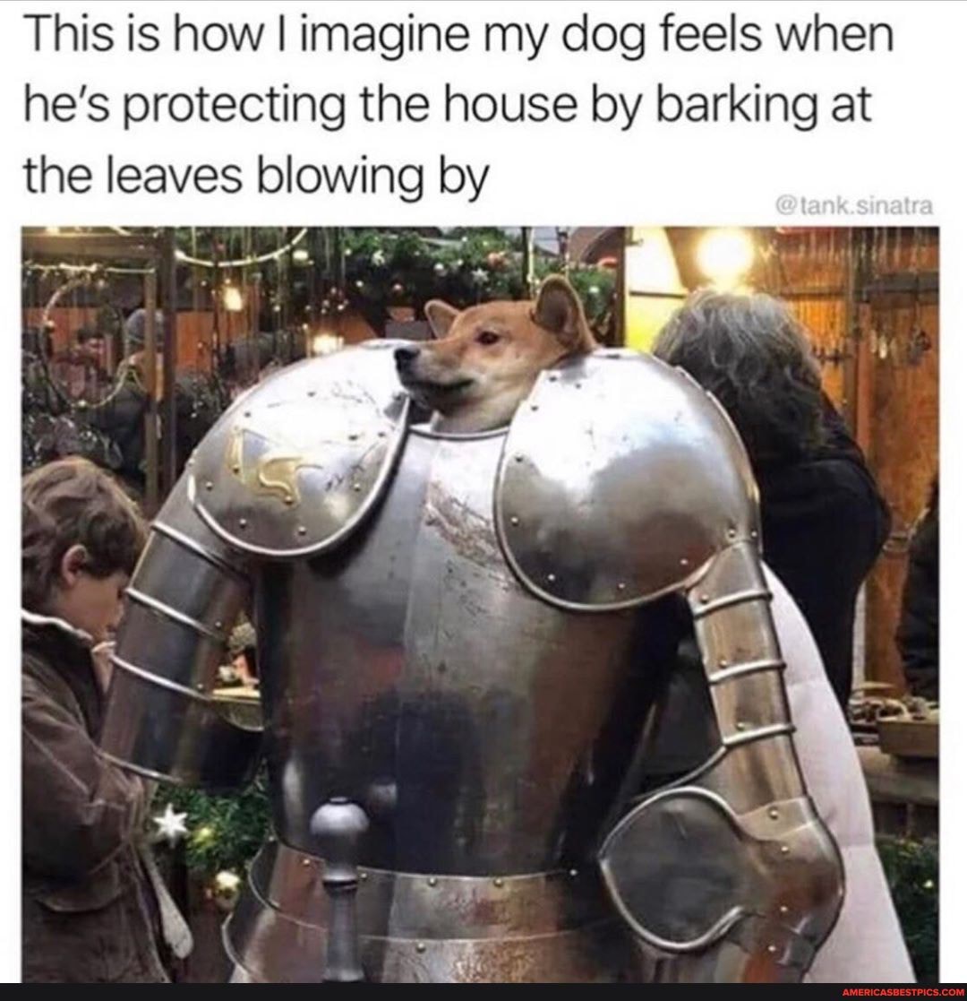 This is how I imagine my dog feels when he's protecting the house by barking at the leaves blowing by