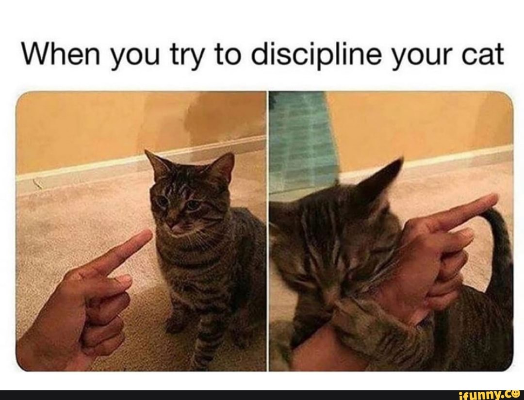 When you try to discipline your cat