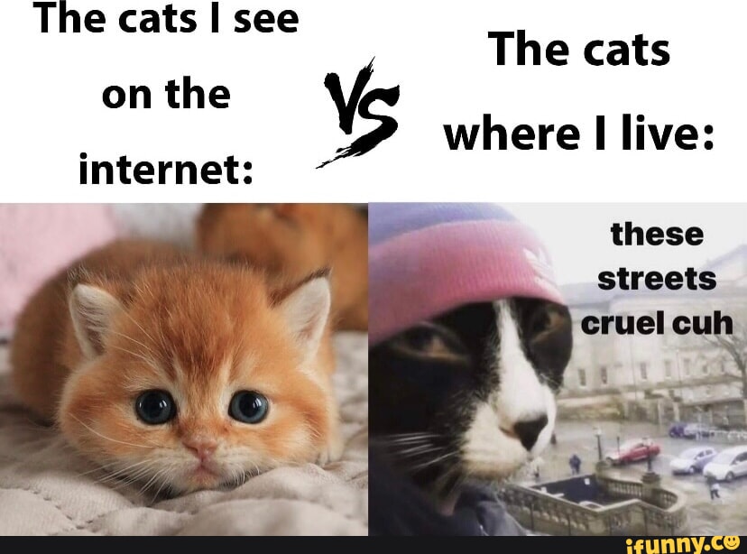 Cat girls!!! - Meme by Gustavodosanjos :) Memedroid