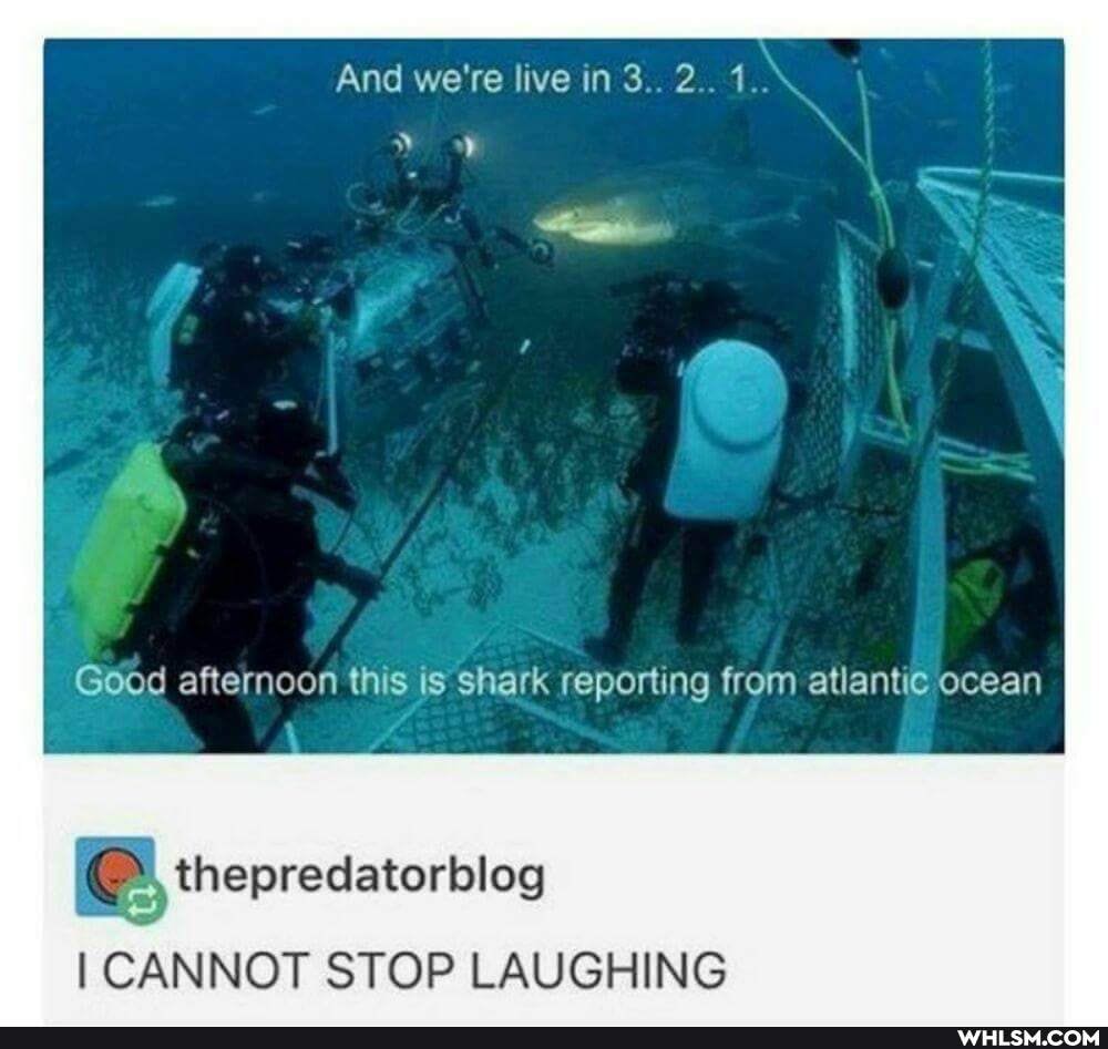 And we're live in 3.. 2.. 1.
Goce afternoon this is shark reporting from atlantic ocean
thepredatorbleg
I CANNOT STOP LAUGHING