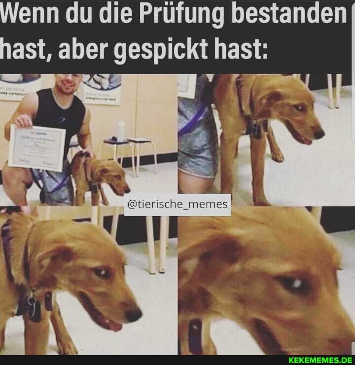 Wenn du die Prüfung bestanden hast, aber gespickt hast:
@tierische_memes