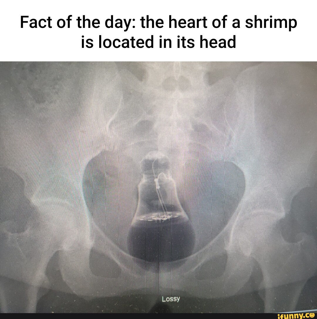 Fact of the day: the heart of a shrimp is located in its head Lossy ...