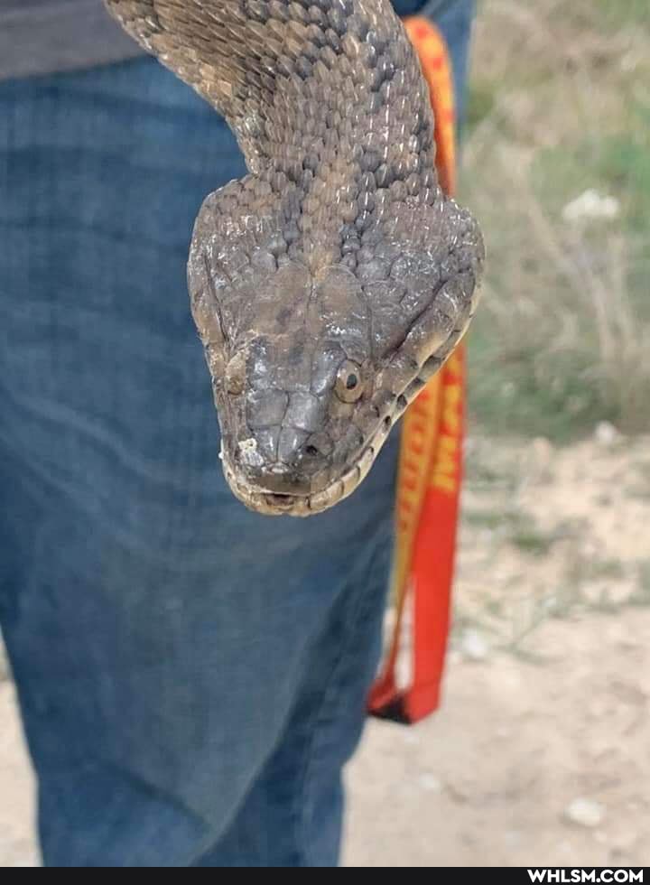 snakes, reptiles, themoreyouknow