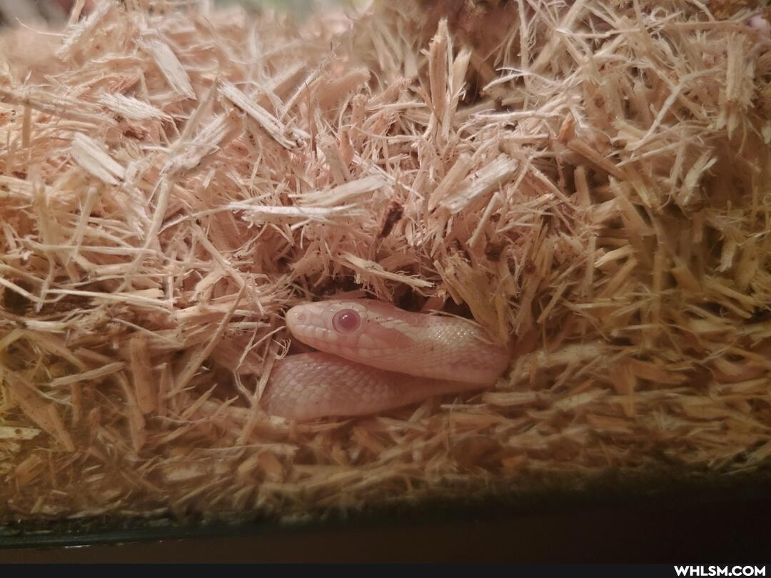 baby_animals, snake, snek, danger_noodle, live_food