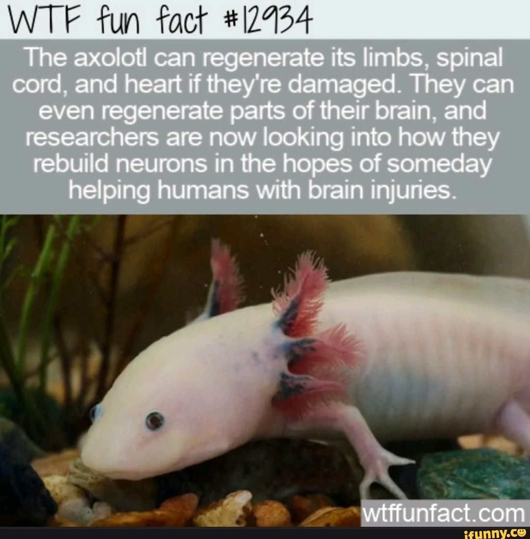 WTE Fun Fact The Axolotl Can Regenerate Its Limbs Sp Na Cord And Neat ...