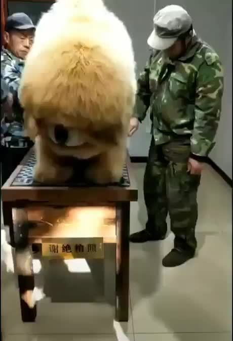 tibetan mastiff reddit