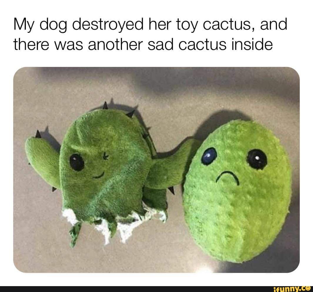 My dog destroyed her toy cactus, and there was another sad cactus inside