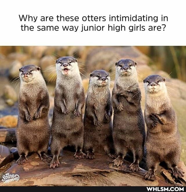 Why are these otters intimidating in the same way junior high girls are?