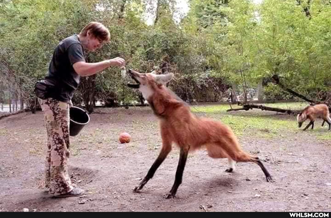 wolf, educational, south_america, the_more_you_know