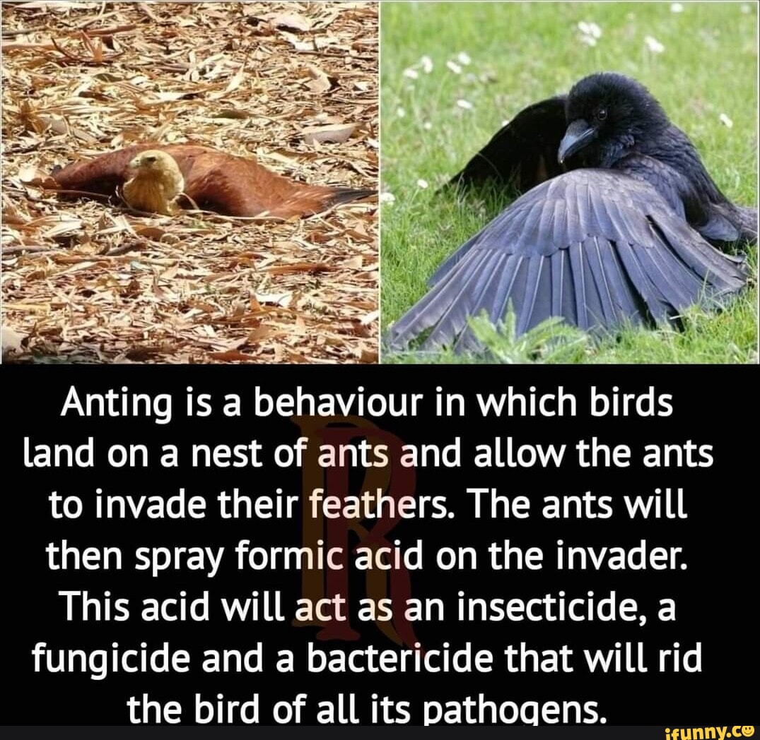 Insecticide memes. Best Collection of funny Insecticide pictures on iFunny