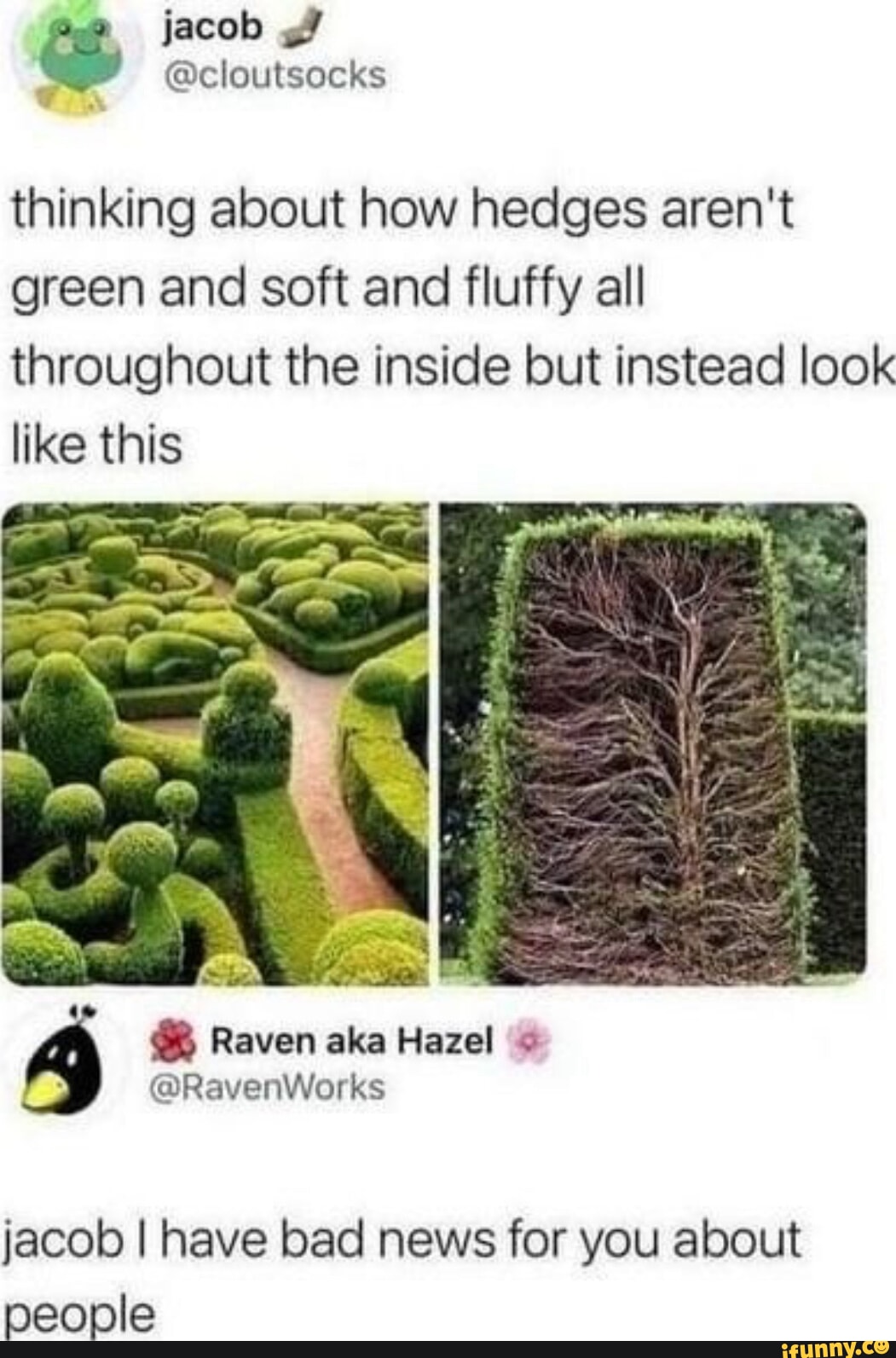 jacob thinking about how hedges aren't green and soft and fluffy all throughout the inside but instead look like this I I Raven aka Hazel @Ravenwiarks jacob I have bad news for you about people