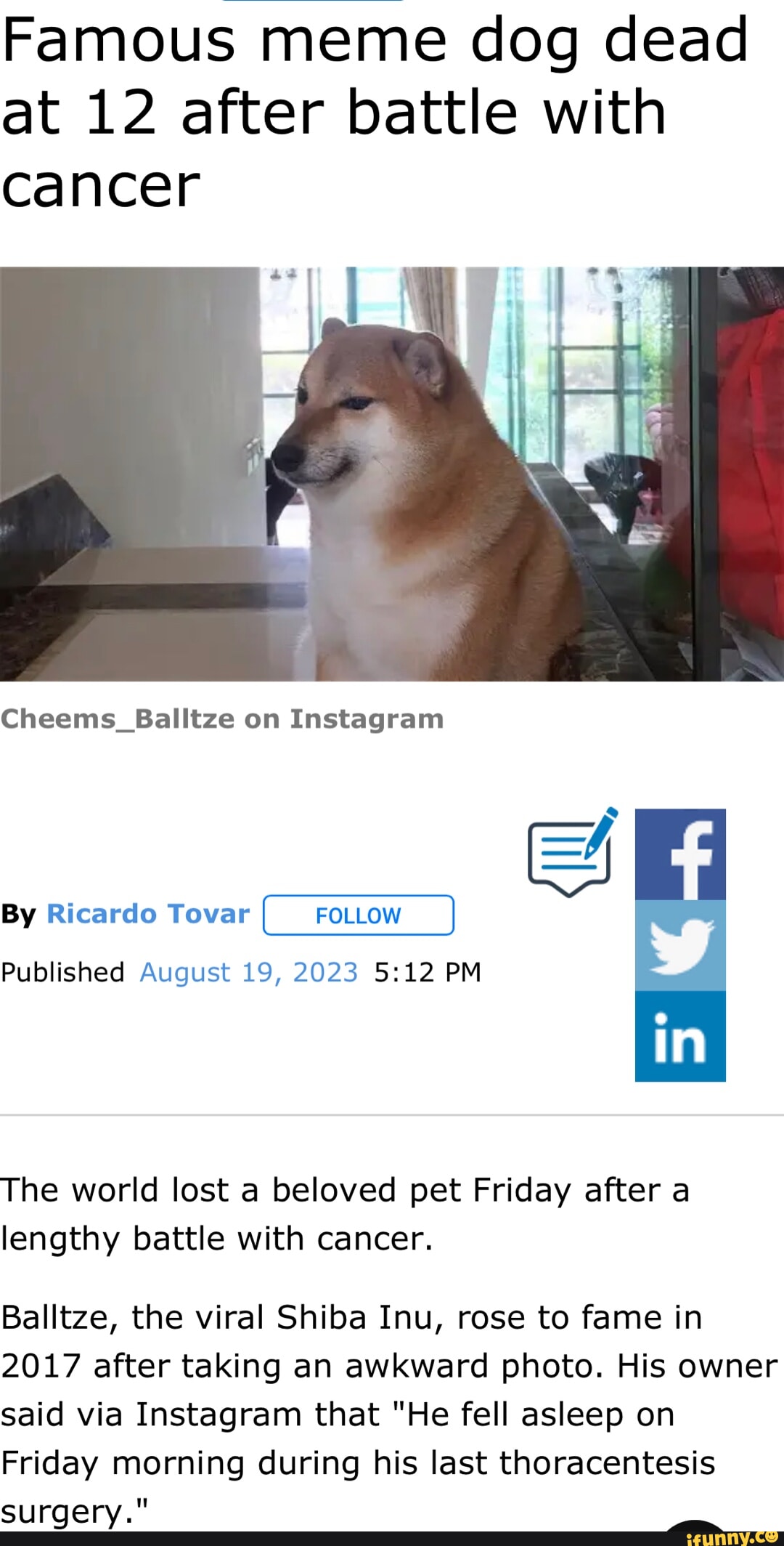 Viral meme dog Cheems Balltze dies at 12 after cancer battle ...