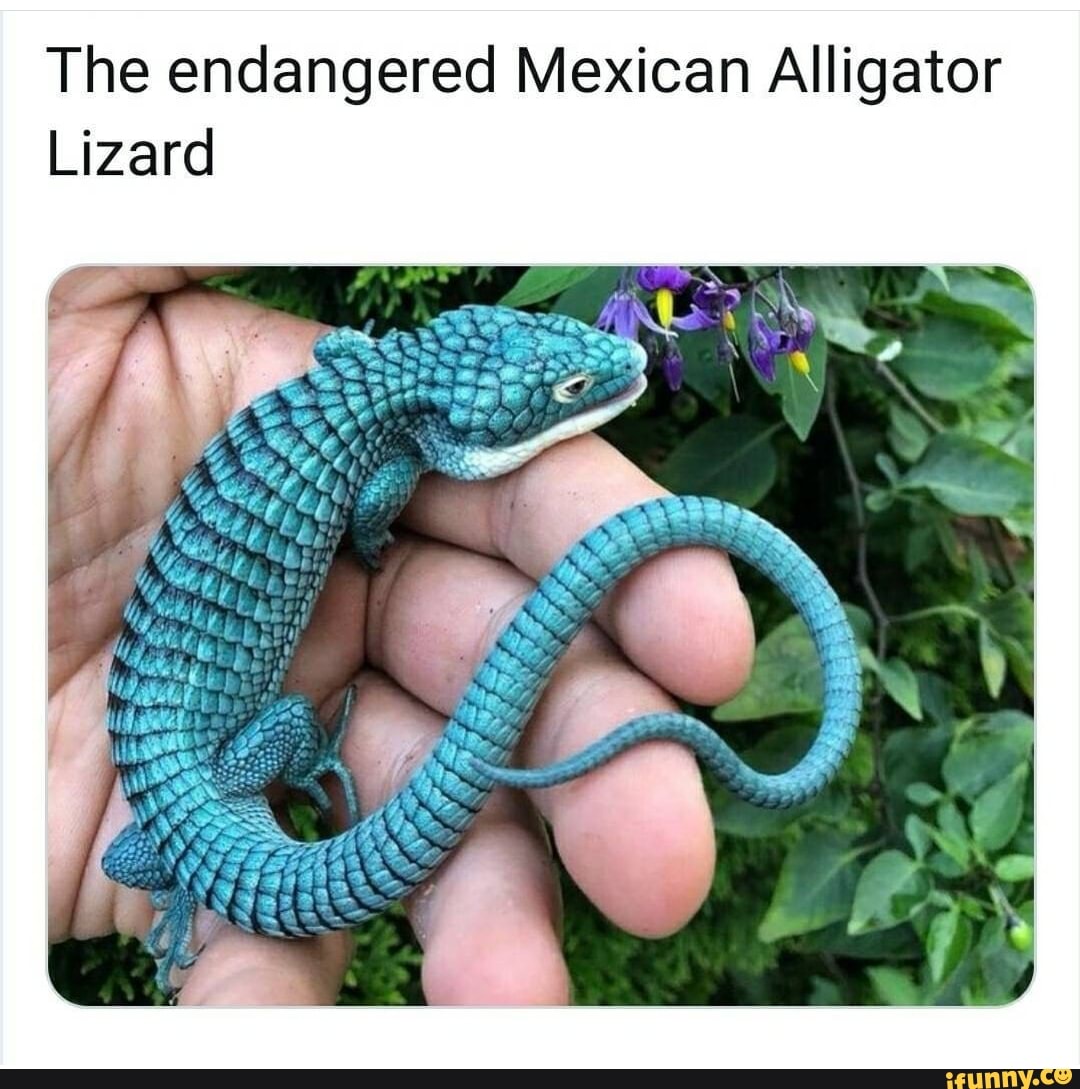 The endangered Mexican Alligator
Lizard