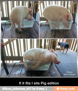 If it fits I sits Pig edition