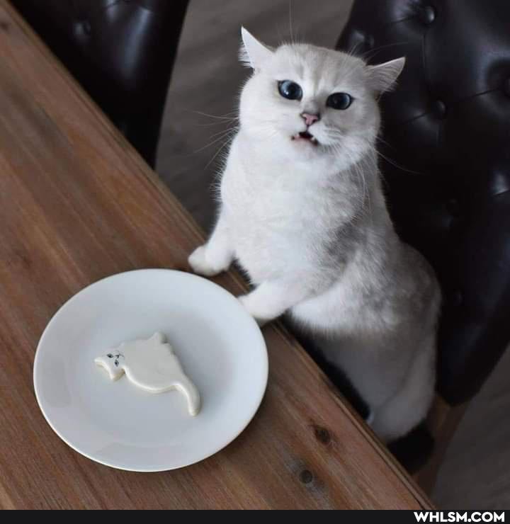 funny, cat, cats, lol