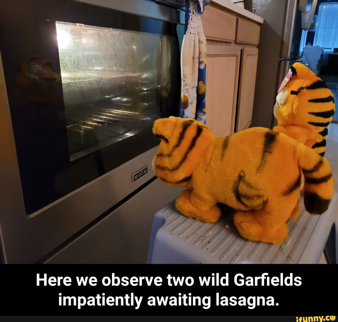 Here we observe two wild Garfields impatiently awaiting lasagna. - Here we observe two wild Garfields impatiently awaiting lasagna.