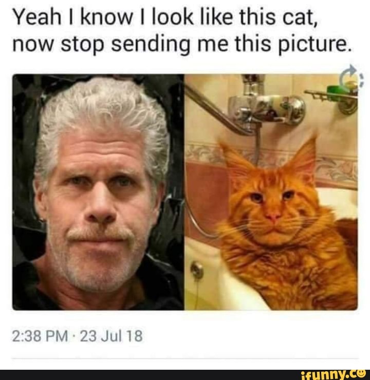 Yeah I know I look like like this cat, now stop sending me this picture.
PM 23 Jul 18