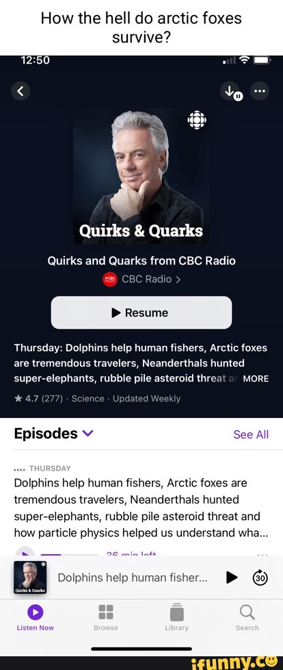 How the hell do arctic foxes survive? Quirks & Quarks Quirks and Quarks