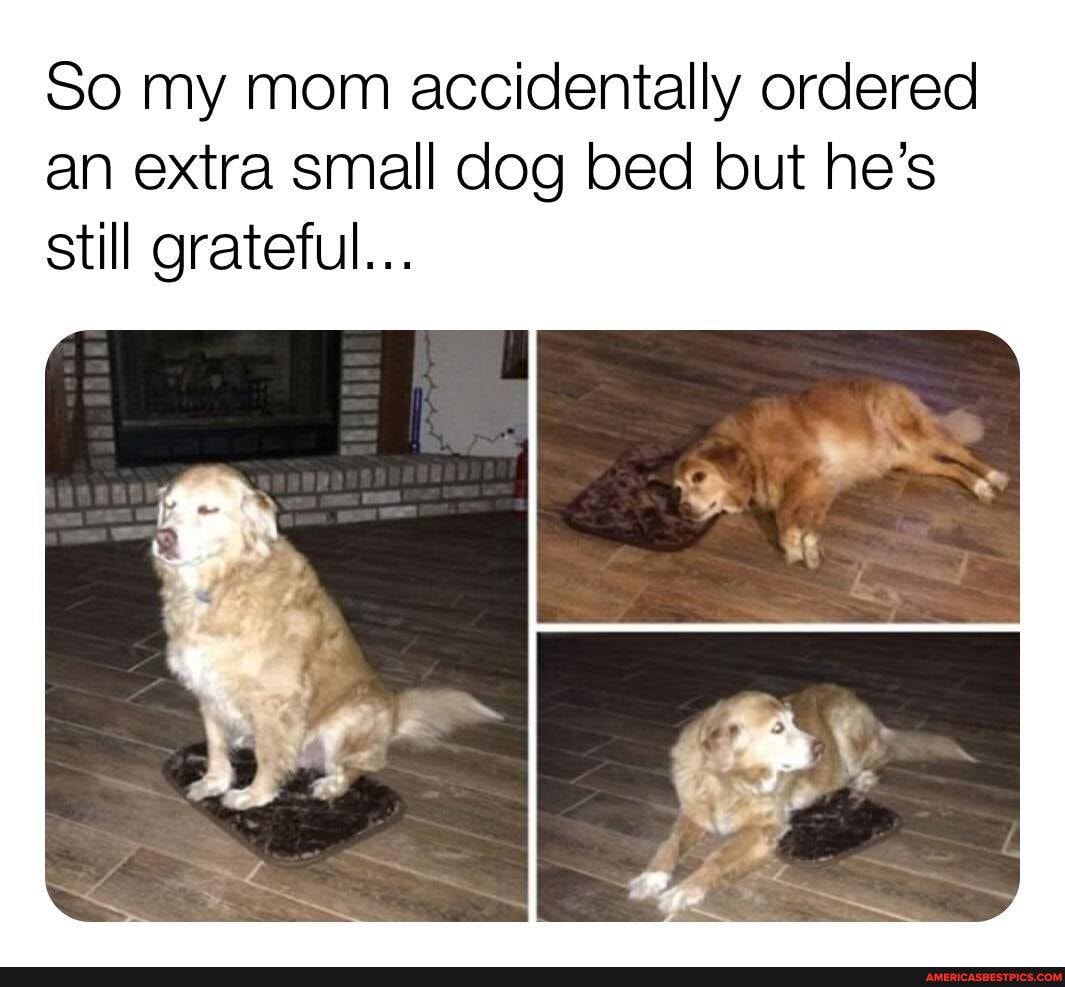 So my mom accidentally ordered an extra small dog bed but he's still grateful...